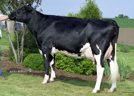 MISS MAUI MIRACLE EX-91 GMD DOM